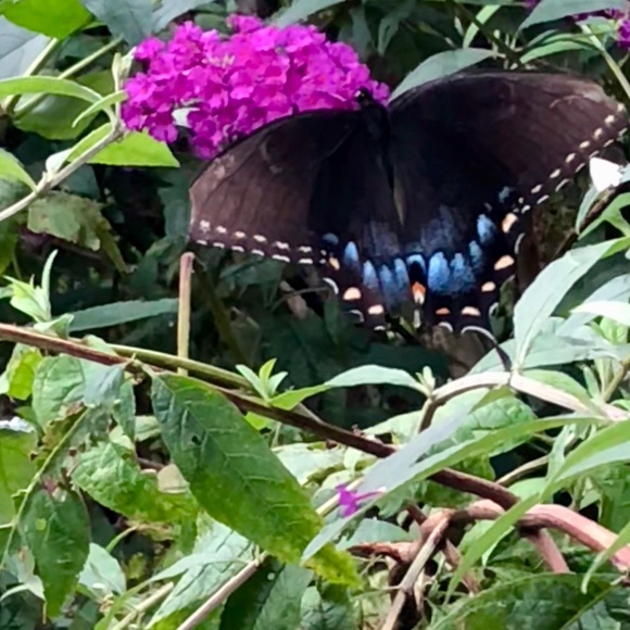 Meet your Posher, Jackson - Picture 1 of 1